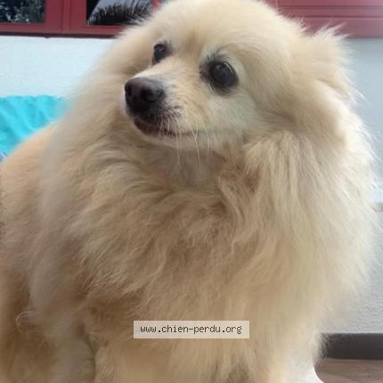 Photo de chien perdu à Ytrac