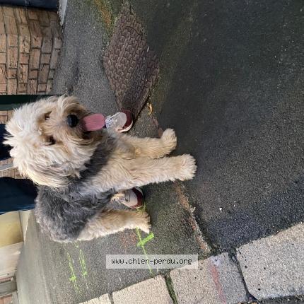 Photo de chien trouvé à Souchez