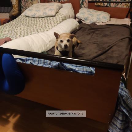 Photo 1/1 Ganesa Chien perdu à Tours