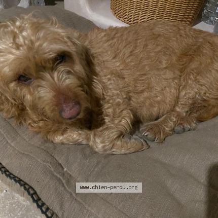 Photo de chien trouvé à Chaudefontaine