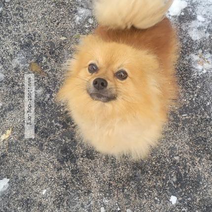 Photo de chien trouvé à Dolton