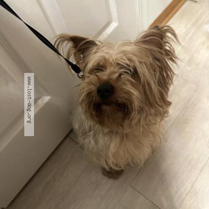 Photo de chien trouvé à Lansing