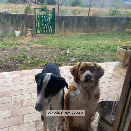 Photo 1/1 Sirius Chien perdu à Mauguio