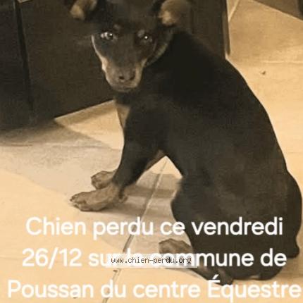 Photo 1/1 Bronson Chien perdu à Poussan