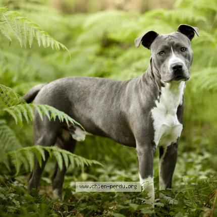 Photo 1/1 Shadow Chien perdu à St avertin