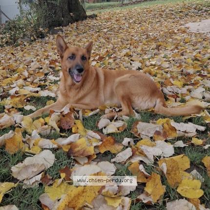 Photo 1/1 Bella Chien perdu à St avertin