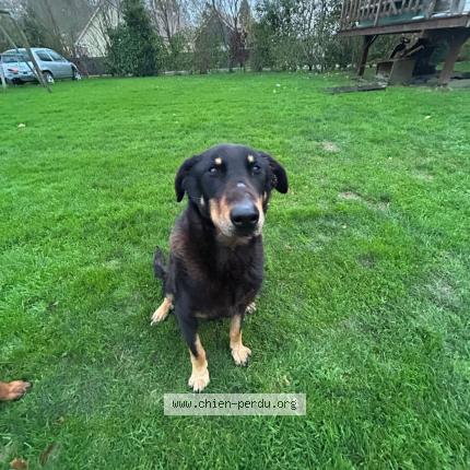 Photo 1/1 Laska Chien perdu à Greuville