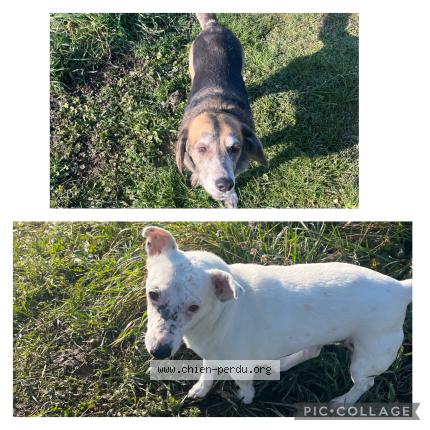 Photo 1/1 Chien trouvé Trouvé à Saint ismier