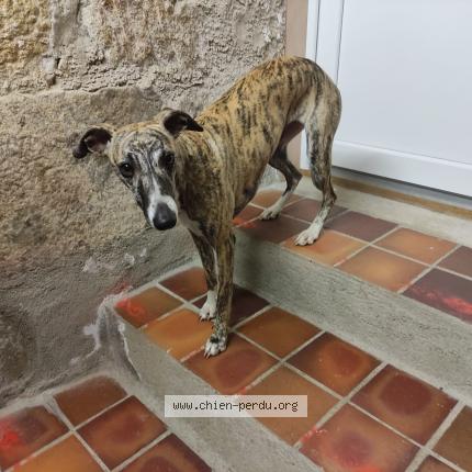 Photo de chien trouvé à La Chapelle Agnon