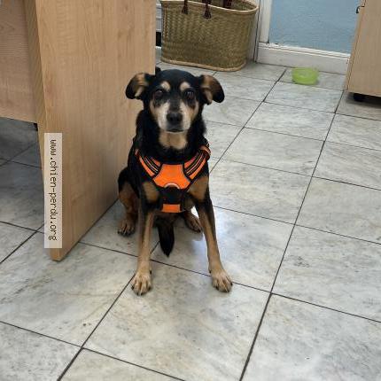 Photo 1/1 Claire Taverne Chien perdu à Saint louis