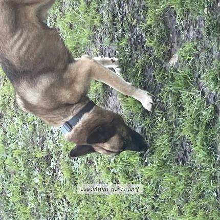 Photo 1/1 Chien trouvé Trouvé à Ligre