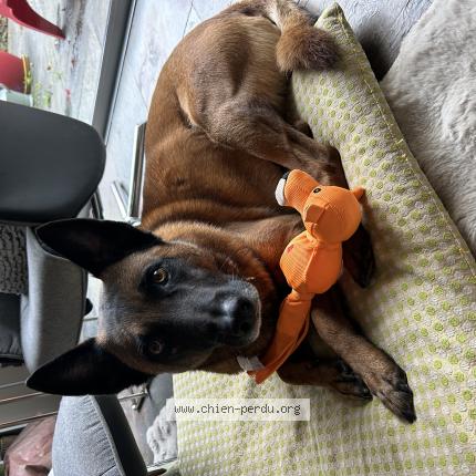 Photo 1/1 Chien retrouvé Perdu à Quimperle