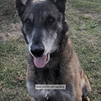 Photo 1/1 Chien retrouvé Perdu à Connaux