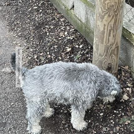 Photo de chien trouvé à Carpentras
