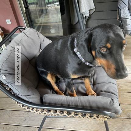 Photo de chien perdu à Beaumont