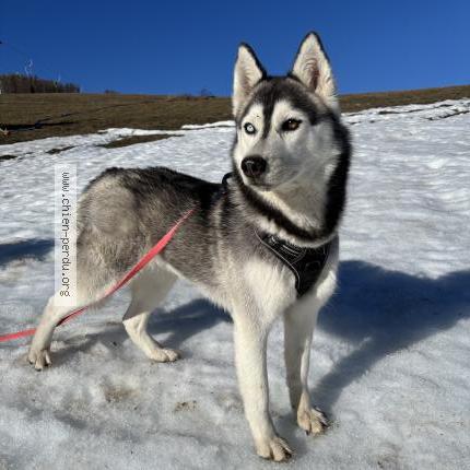 Photo 1/1 Chien retrouvé Perdu à Reallon