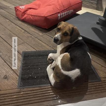 Photo 1/1 Chien trouvé Trouvé à Objat