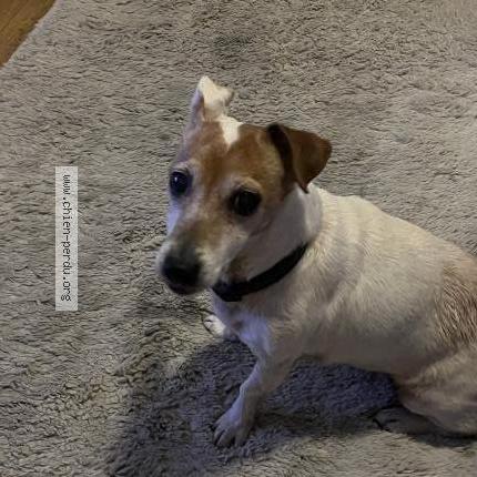 Photo de chien trouvé à Caen