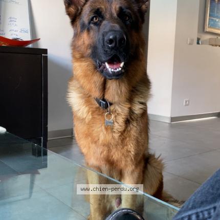 Photo 1/1 Thiago Chien perdu à Istres