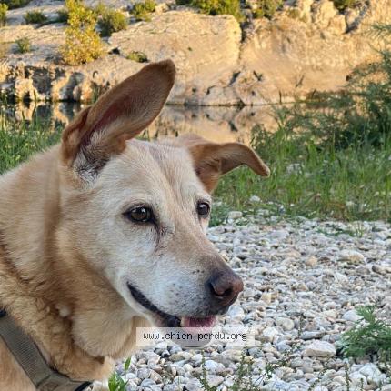 Photo 1/1 Chusta Chien perdu à Largentiere