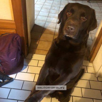 Photo de chien perdu à Couzeix