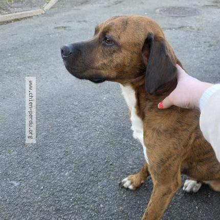 Photo 1/1 Chien retrouvé Trouvé à La baroche sous luce