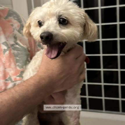 Photo 1/1 Chien trouvé Trouvé à St anne