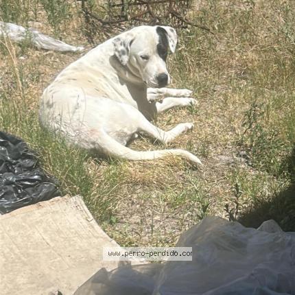 Photo de chien trouvé à El Pinar
