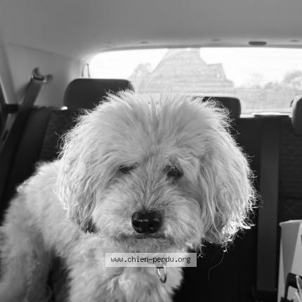 Photo de chien perdu à Plouvien