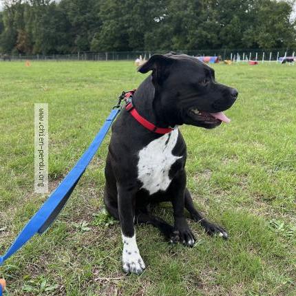 Photo 1/1 Blue Chien perdu à Longnes