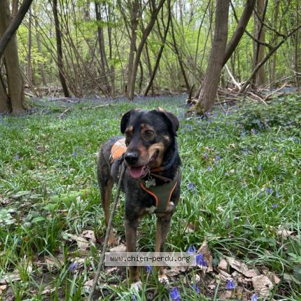 Photo 1/1 Chien retrouvé Perdu à Jouy le mouthier