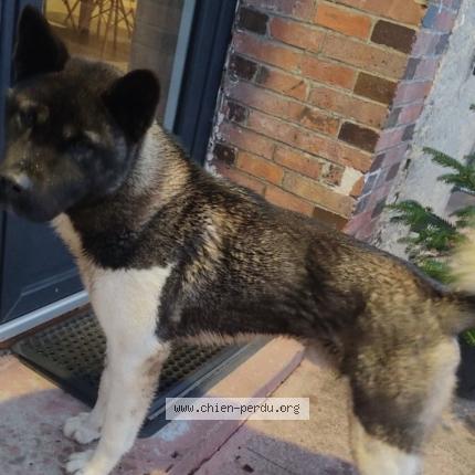 Photo 1/1 Ulko Chien perdu à Cudot