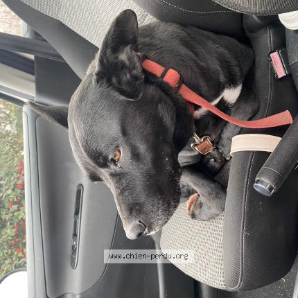 Photo de chien trouvé à Pinay