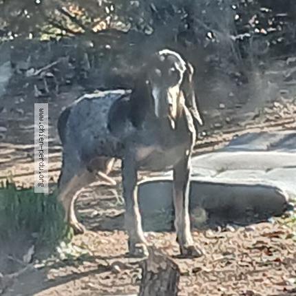 Photo 1/1 Chien trouvé Trouvé à Ille sur tet