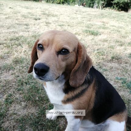 Photo de chien perdu à Saint Crepin