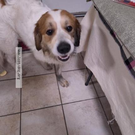 Photo de chien trouvé à Baltimore