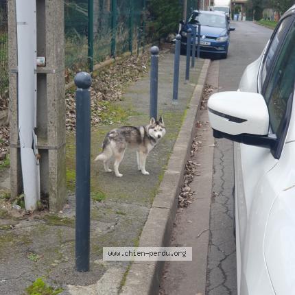 Photo 1/1 Chien retrouvé Trouvé à Aulnay sous bois