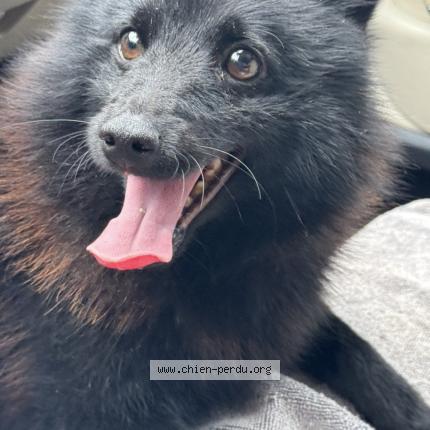 Photo de chien perdu à La Rochelle
