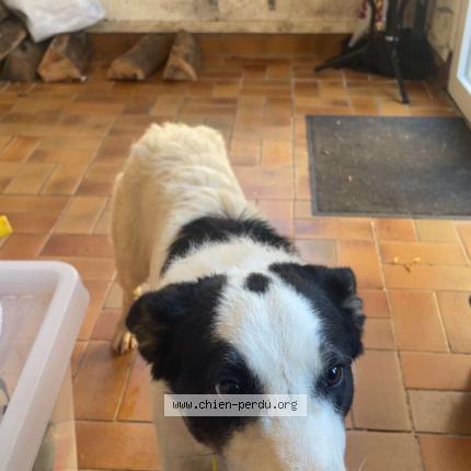 Photo de chien trouvé à Ganac