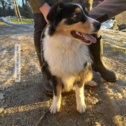 Photo 1/2 Chien retrouvé Trouvé à Chambon sur lignon