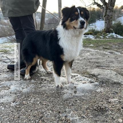 Photo 2/2 Chien retrouvé Trouvé à Chambon sur lignon