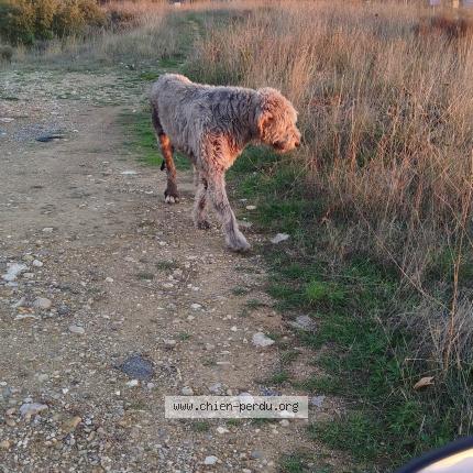 Photo de chien trouvé à Gignac 34150