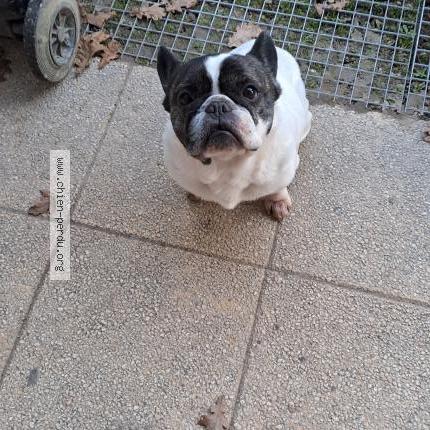 Photo 1/1 Chien trouvé Trouvé à Baigneaux