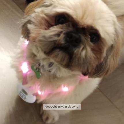 Photo 1/1 Chien retrouvé Perdu à Angers