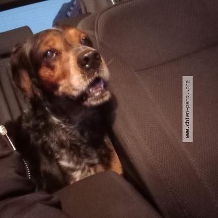 Photo de chien trouvé à Air Sur La Lys