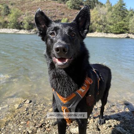 Photo 1/1 Chien retrouvé Perdu à Rive de gier