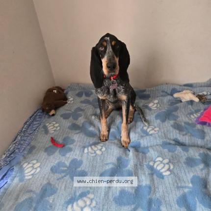 Photo 1/1 Aneth Chien perdu à La grand combe