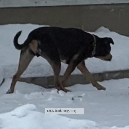 Photo 1/1 Chien trouvé Trouvé à Winnipeg