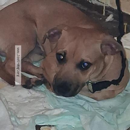 Photo de chien trouvé à Honolulu