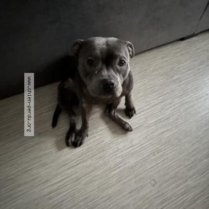 Photo de chien perdu à Paris